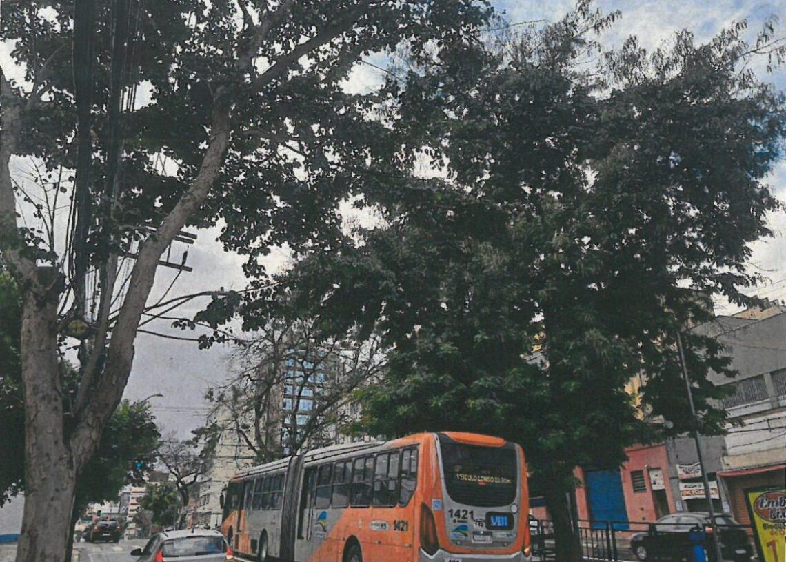 Campinas inicia manejo de árvores nas avenidas Moraes Salles e Anchieta