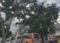 Campinas inicia manejo de árvores nas avenidas Moraes Salles e Anchieta