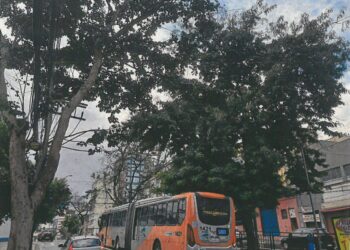 Campinas inicia manejo de árvores nas avenidas Moraes Salles e Anchieta