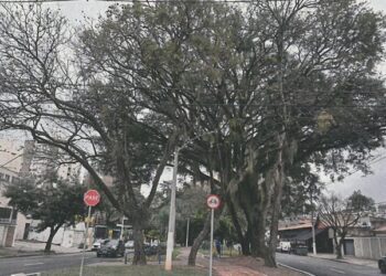 Poda de árvores na Princesa d’Oeste garante segurança durante obras do reservatório RP-1
