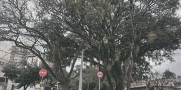 Poda de árvores na Princesa d’Oeste garante segurança durante obras do reservatório RP-1