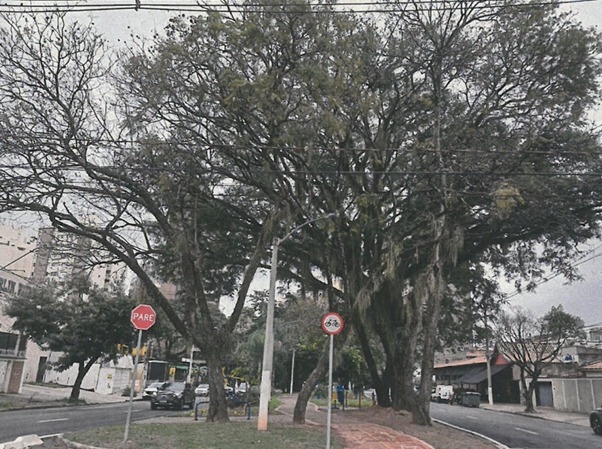 Poda de árvores na Princesa d’Oeste garante segurança durante obras do reservatório RP-1