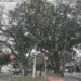 Poda de árvores na Princesa d’Oeste garante segurança durante obras do reservatório RP-1