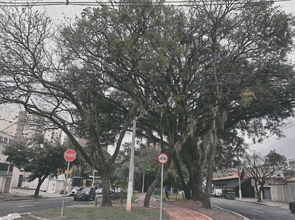 Poda de árvores na Princesa d’Oeste garante segurança durante obras do reservatório RP-1