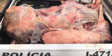 Polícia apreende carnes impróprias para consumo em Campinas