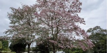 Piracicaba lança manual para orientar arborização urbana
