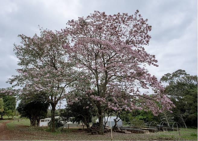 Piracicaba lança manual para orientar arborização urbana