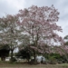 Piracicaba lança manual para orientar arborização urbana