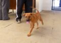 Campinas promove evento de adoção de animais e serviços gratuitos neste sábado