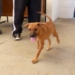 Campinas promove evento de adoção de animais e serviços gratuitos neste sábado