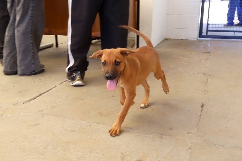 Campinas promove evento de adoção de animais e serviços gratuitos neste sábado