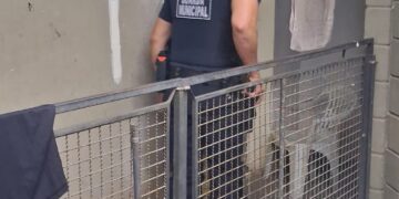 Guarda Municipal lacra mais uma pensão irregular e reforça fiscalização na região central de Campinas