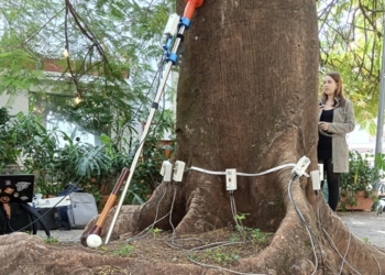 Campinas faz manejo preventivo de árvores nesta segunda