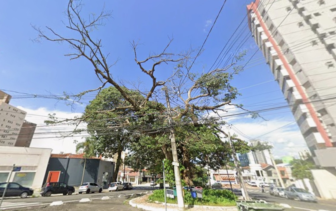 Prefeitura fará retirada e poda de árvores em Barão Geraldo e no Cambuí