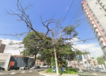 Prefeitura fará retirada e poda de árvores em Barão Geraldo e no Cambuí
