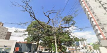 Prefeitura fará retirada e poda de árvores em Barão Geraldo e no Cambuí