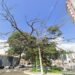 Prefeitura fará retirada e poda de árvores em Barão Geraldo e no Cambuí