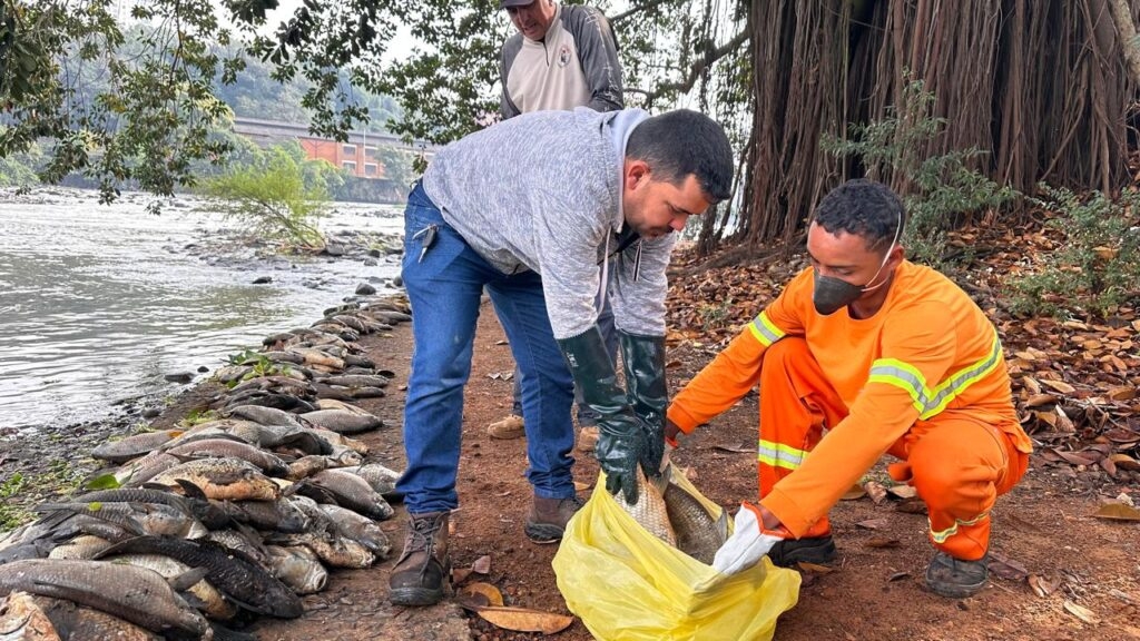 Usina São José continuou poluindo Rio Piracicaba após mortandade de 250 mil peixes, afirma MP