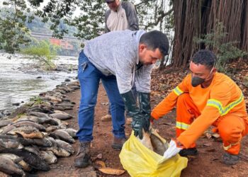 Usina São José continuou poluindo Rio Piracicaba após mortandade de 250 mil peixes, afirma MP