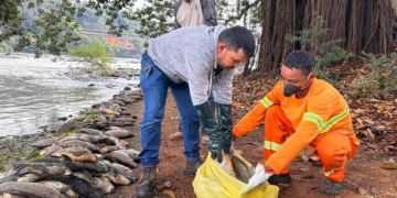 Usina São José continuou poluindo Rio Piracicaba após mortandade de 250 mil peixes, afirma MP