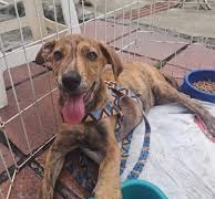 Vereadores de Campinas aprovam proibição de animais como brindes