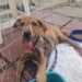 Vereadores de Campinas aprovam proibição de animais como brindes