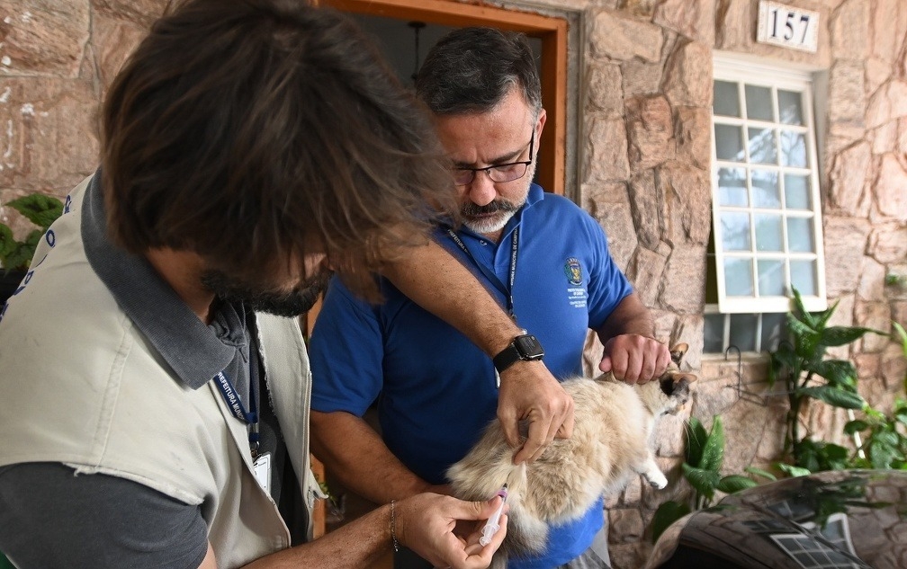 Campinas amplia vacinação antirrábica após caso confirmado de raiva em gata no Cemitério da Saudade