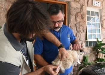 Campinas amplia vacinação antirrábica após caso confirmado de raiva em gata no Cemitério da Saudade