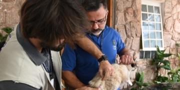 Campinas amplia vacinação antirrábica após caso confirmado de raiva em gata no Cemitério da Saudade