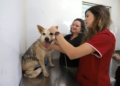 Consultório Veterinário Móvel atende moradores do Campo Belo a partir de terça