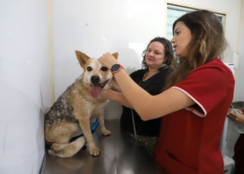 Consultório Veterinário Móvel atende moradores do Campo Belo a partir de terça