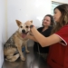 Consultório Veterinário Móvel atende moradores do Campo Belo a partir de terça