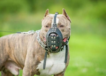 Câmara de Campinas vota obrigatoriedade de focinheira para cães de grande porte