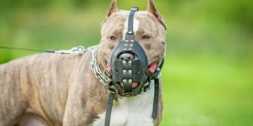 Câmara de Campinas vota obrigatoriedade de focinheira para cães de grande porte