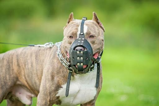 Câmara de Campinas vota obrigatoriedade de focinheira para cães de grande porte