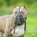Câmara de Campinas vota obrigatoriedade de focinheira para cães de grande porte
