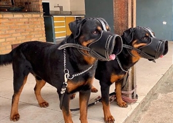 Câmara de Campinas aprova focinheira para cães de grande porte em espaços públicos