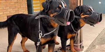 Câmara de Campinas aprova focinheira para cães de grande porte em espaços públicos