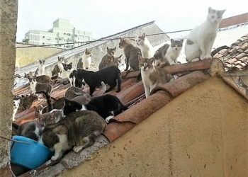 Justiça determina que moradora de Campinas reduza número de gatos em casa