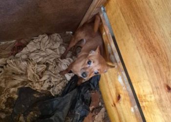 Mulher é presa em Campinas após denúncia de maus-tratos contra cães