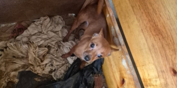 Mulher é presa em Campinas após denúncia de maus-tratos contra cães