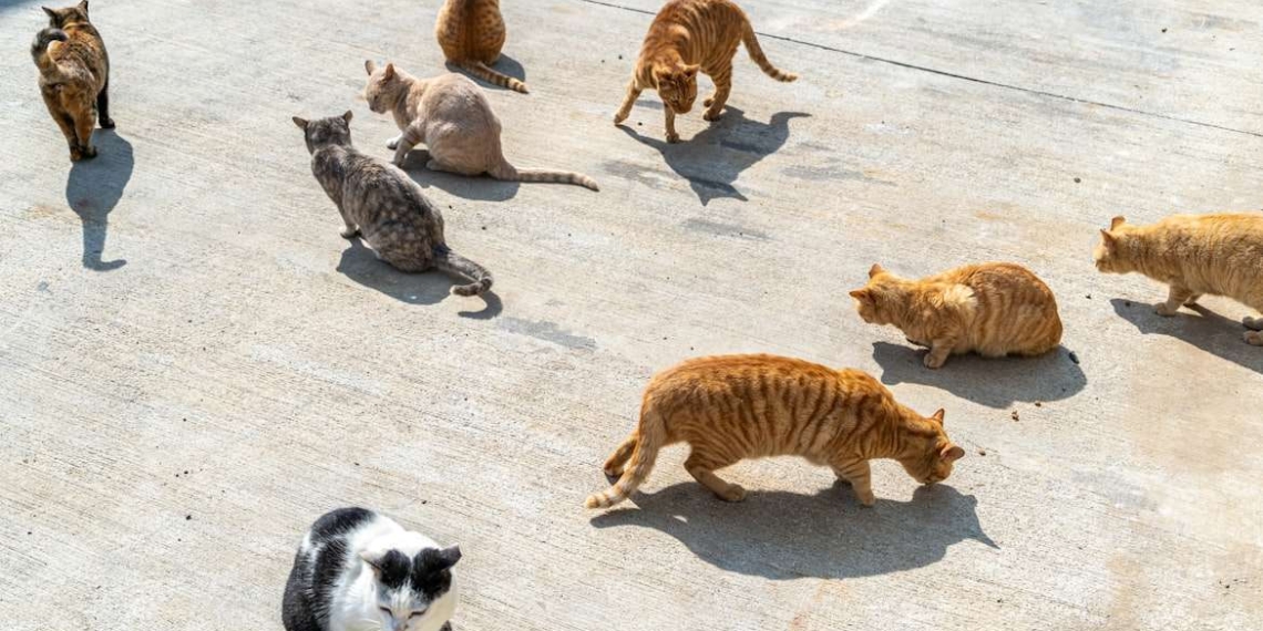 Justiça determina que moradora de Campinas reduza número de gatos em casa