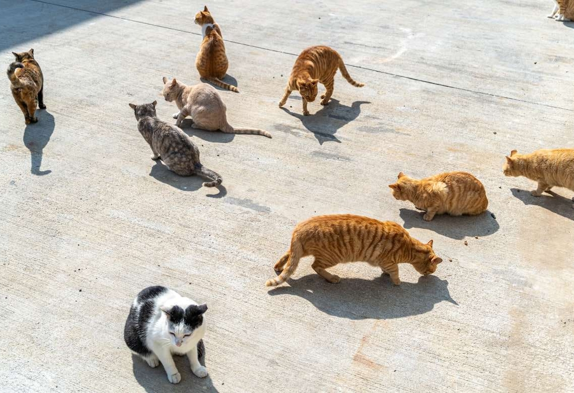 Justiça determina que moradora de Campinas reduza número de gatos em casa