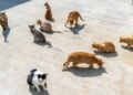 Justiça determina que moradora de Campinas reduza número de gatos em casa