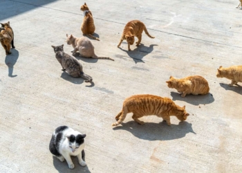 Justiça determina que moradora de Campinas reduza número de gatos em casa