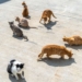 Justiça determina que moradora de Campinas reduza número de gatos em casa