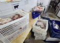 Açougue irregular usava coração de porco e produto químico em carnes