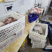 Açougue irregular usava coração de porco e produto químico em carnes
