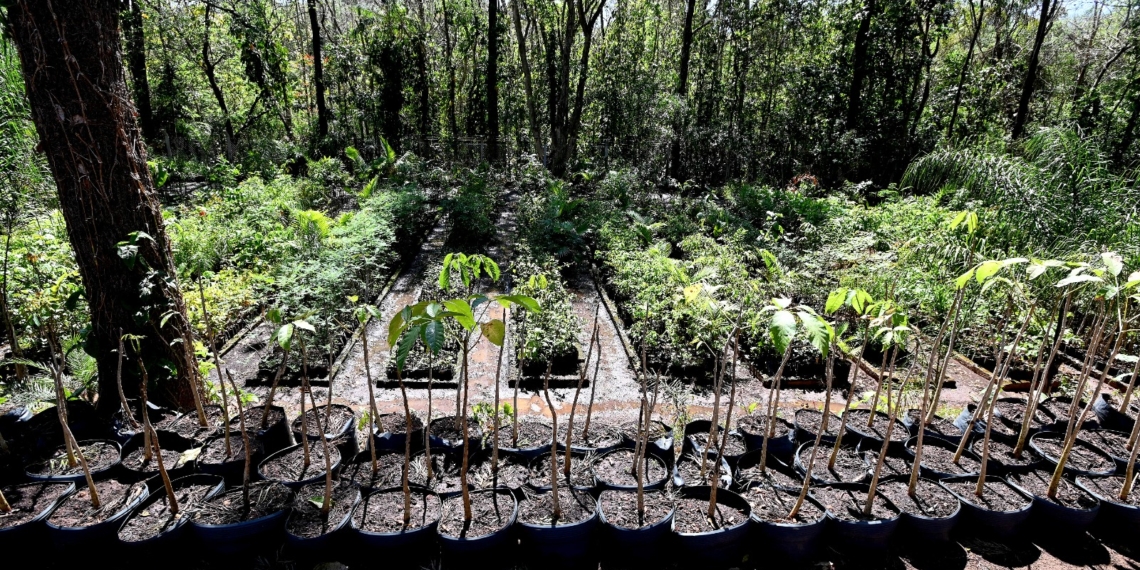 Campinas chega ao Dia da Árvore com 728 mil árvores plantadas