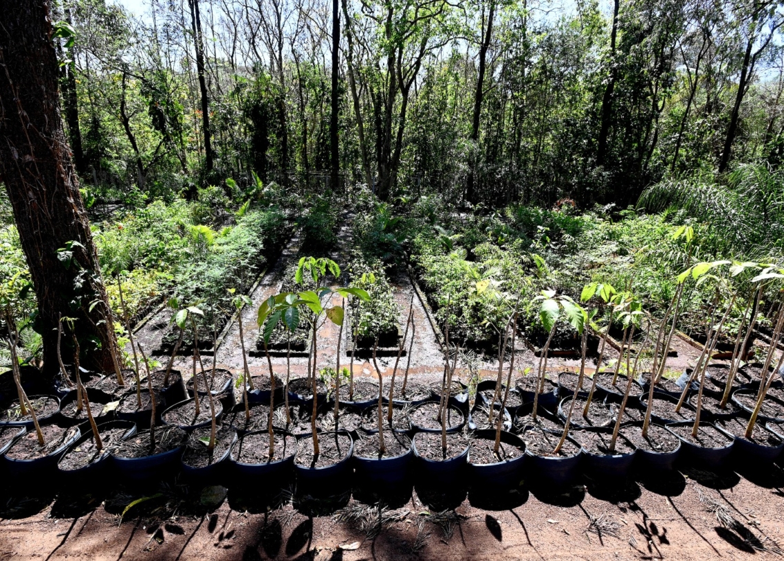 Campinas chega ao Dia da Árvore com 728 mil árvores plantadas